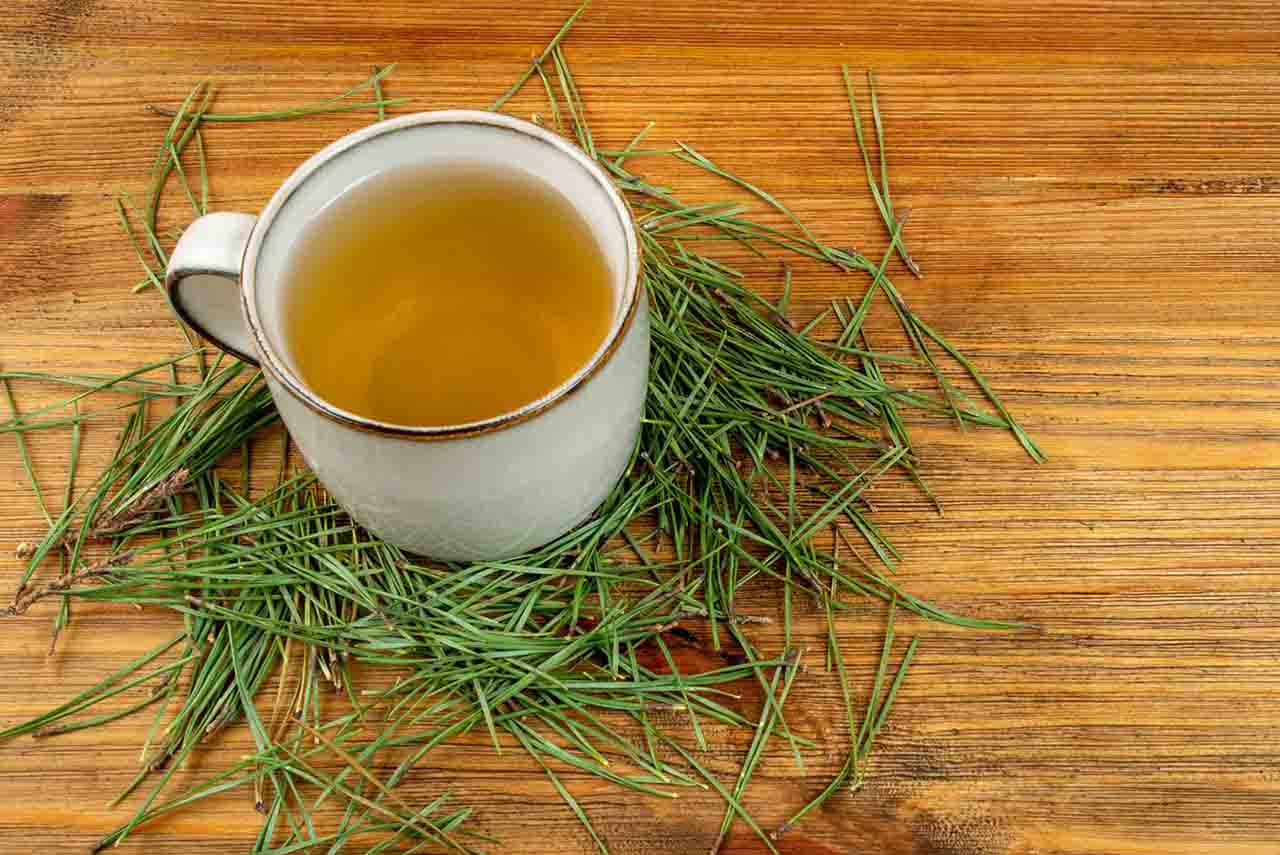 תה מחט אורן - סגולות רפואיות וכיצד להכין